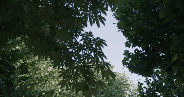 울창한 푸른 나무 아래 전망