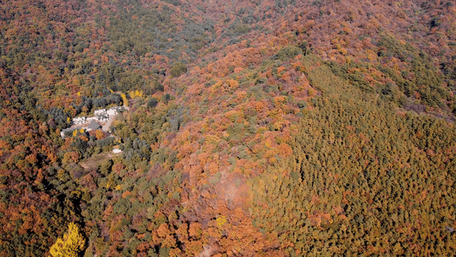 Autumn forest with colorful foliage
