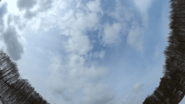 겨울 숲 위의 구름 낀 하늘