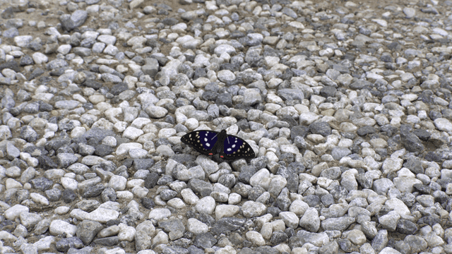 자갈 위에 앉아 있는 화려한 문양의 나비