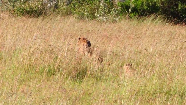 Cheetah and Cub in the Savanna Grasslands