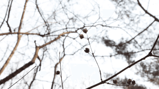 마른 씨앗이 달린 나뭇가지