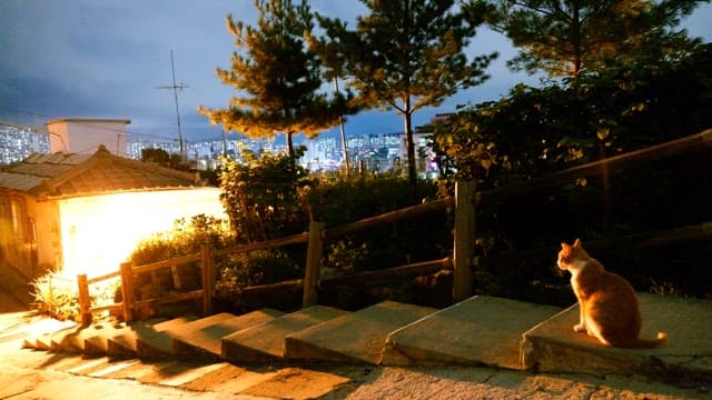 불 켜진 주택가의 좁은 골목 계단에 앉아 있는 고양이