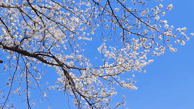 Cherry blossoms against a clear blue sky
