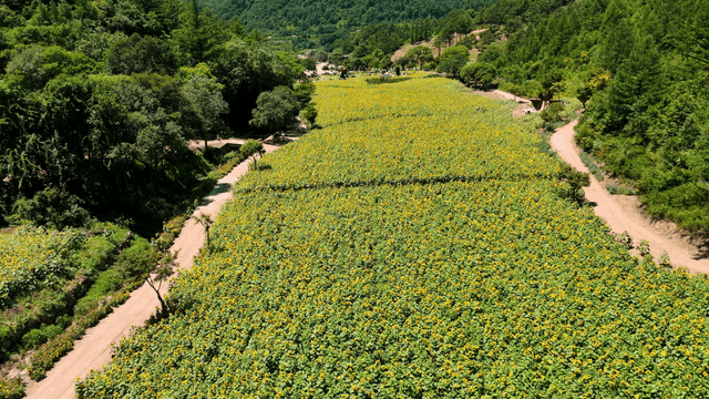 Vast sunflower field under clear sky