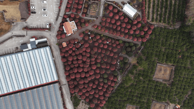 Aerial view of a garden with blooming flowers