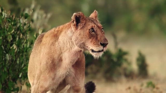 그들의 자연 서식지룰 지키고 선 사자들