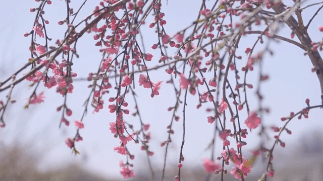 가지에 핀 벚꽃