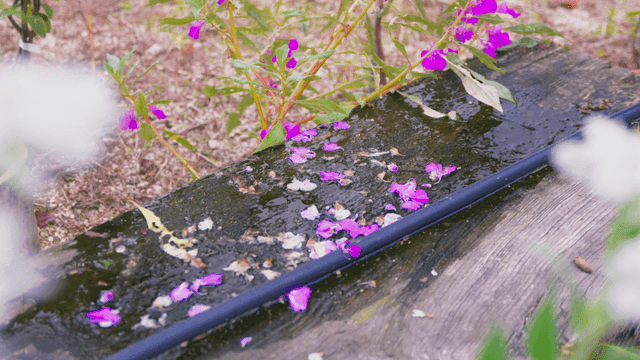 Purple flowers scattered on wet ground