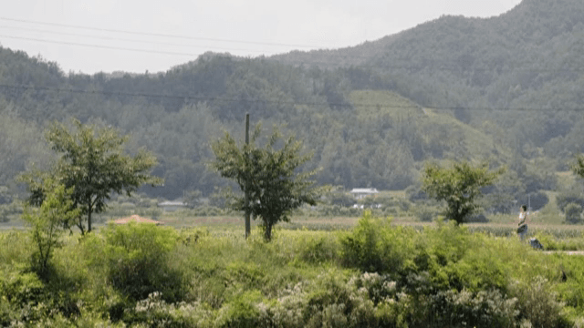 시골 지역에서 캐리어를 끌고 걷는 사람