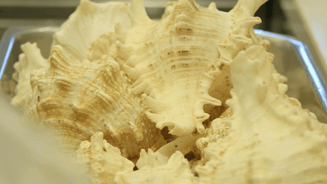 Close-up of large seashells in a tray