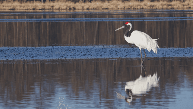Crane standing in quiet wetland