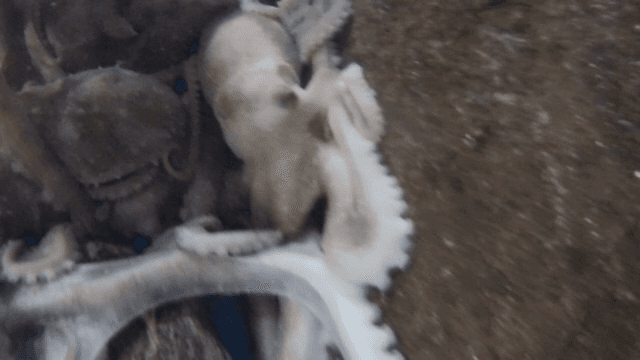 수조 속 낙지와 해양 생물