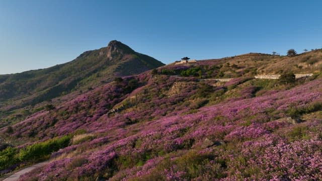 Pink Azaleas in Full Bloom on the Mountainside