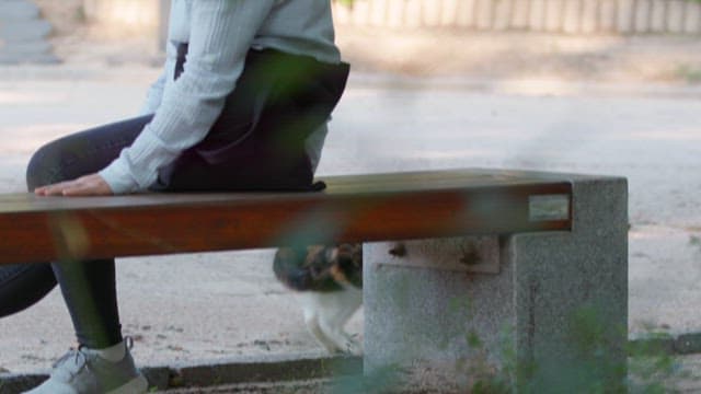 Woman and Cat at the Park Bench