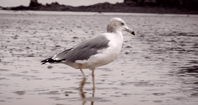진흙 해안에 서 있는 갈매기
