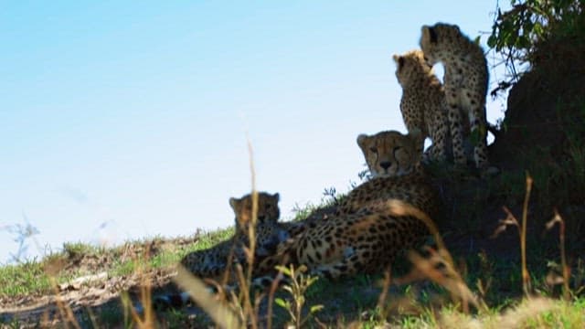 Cheetahs Resting in the Shade Against the Sun