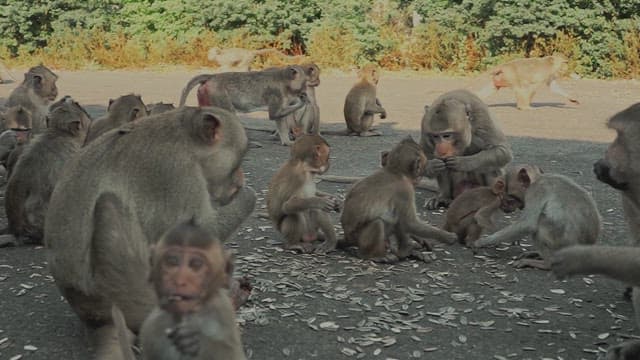 Monkeys Eating Sunflower Seeds on the Street