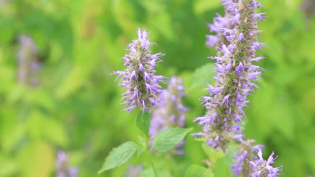 초록 들판에 피어있는 보라색 꽃