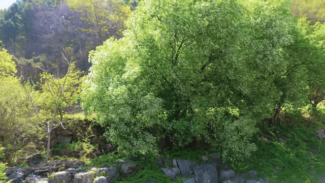 바위와 나무가 있는 푸른 숲