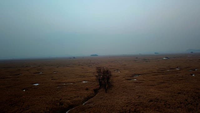 Trees in a wide field