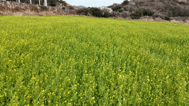 Field of yellow flowers spread out under clear sky