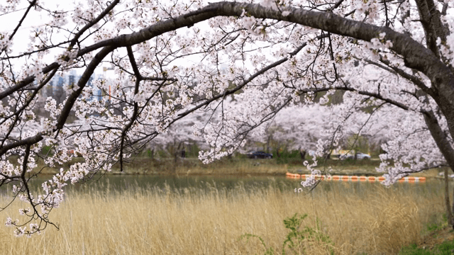 고요한 호숫가의 벚꽃