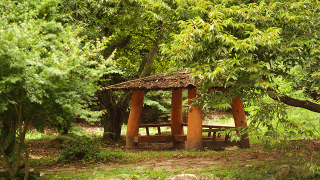 Old wooden shelter in green forest
