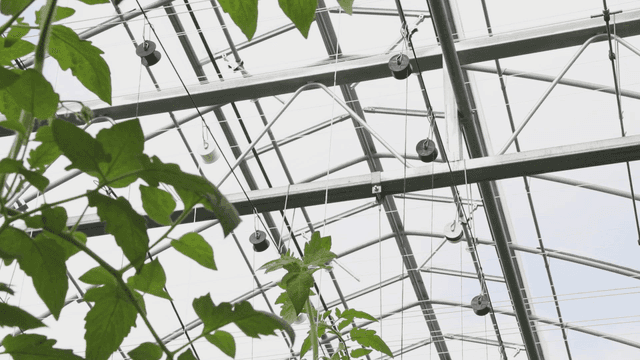 식물이 자라는 온실