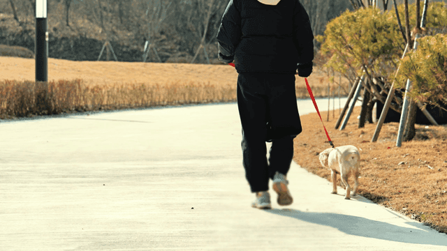햇살 좋은 길에서 개를 산책하는 여성의 뒷모습