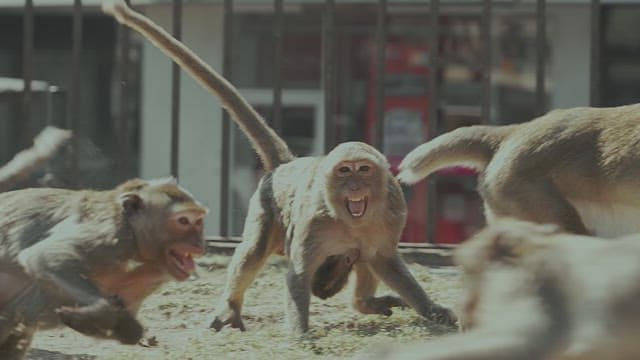 Urban Monkeys Roaming in the City