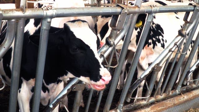 Dairy cows eating inside a metal fence in a barn