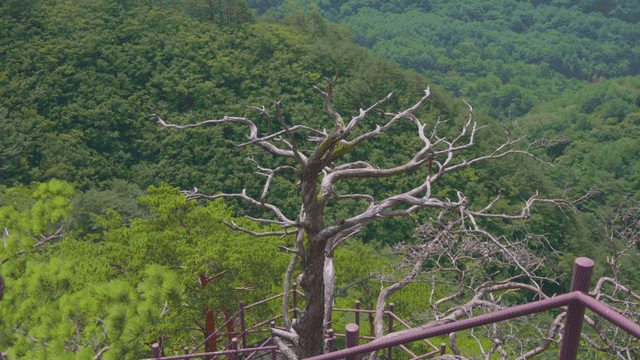 푸른 숲 속 산에 홀로 서 있는 메마른 나무