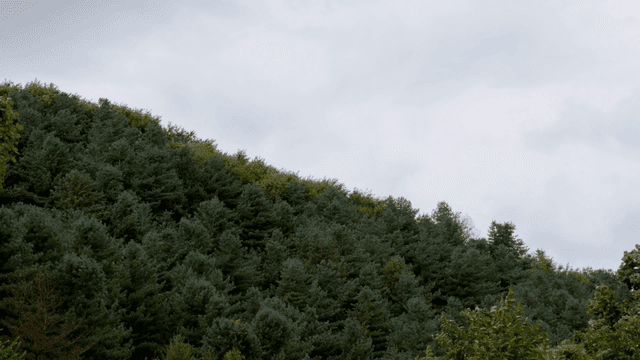 흐린 하늘 아래 푸른 숲