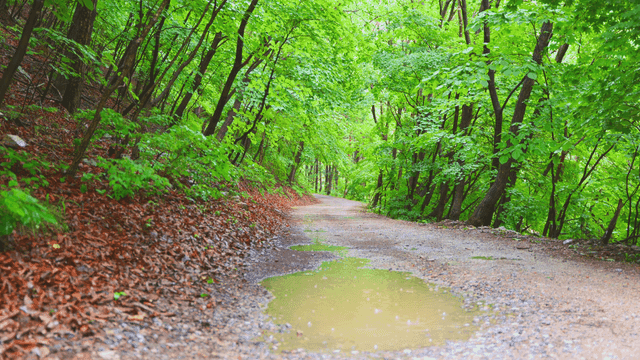 Forest path on a rainy day