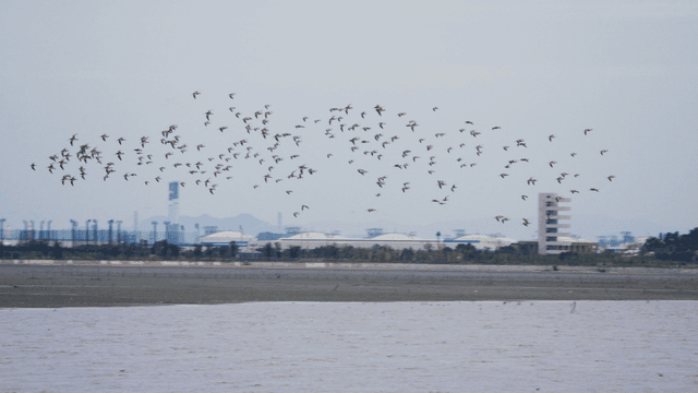Flock of birds flying over the tidal sea