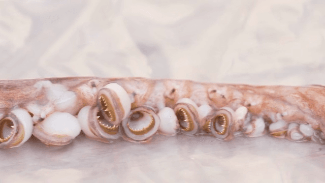 젖은 표면 위의 신선한 문어 다리