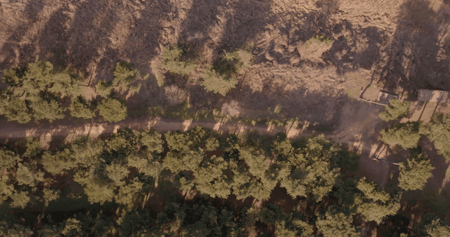 길이 있는 숲의 항공 뷰