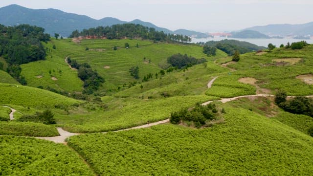 싱그러운 푸른 언덕 사이에 펼쳐진 산책길
