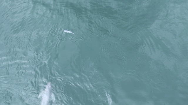 Finless porpoise catching fish in the clear blue sea