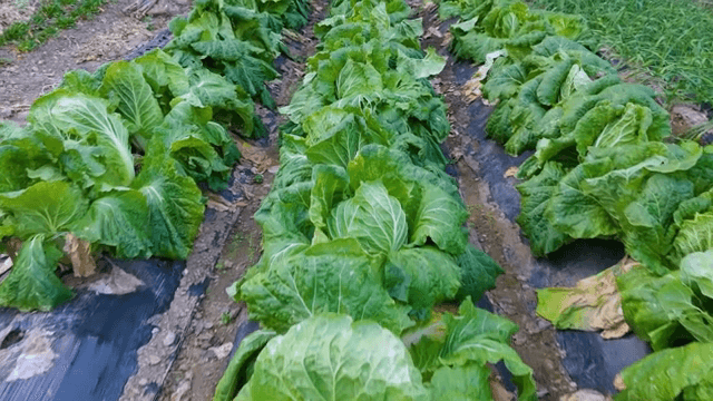 밭에서 자라는 신선한 배추