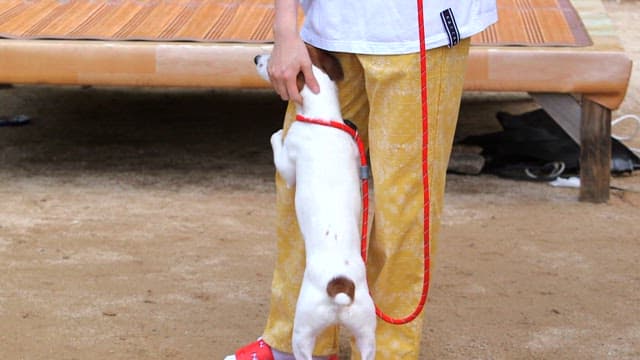 야외에서 작은 강아지와 노는 사람