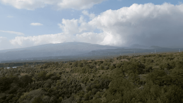 멀리 산이 보이는 광활한 숲 풍경