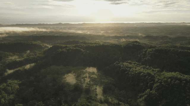일출 시의 광활한 숲 풍경