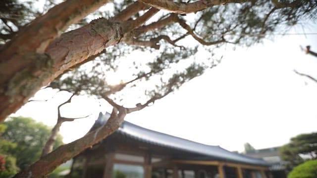 정원이 있는 전통 한옥