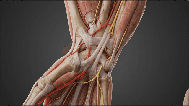 Detailed view of human leg anatomy