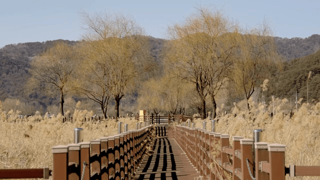 Wooden walkway through a field of reeds