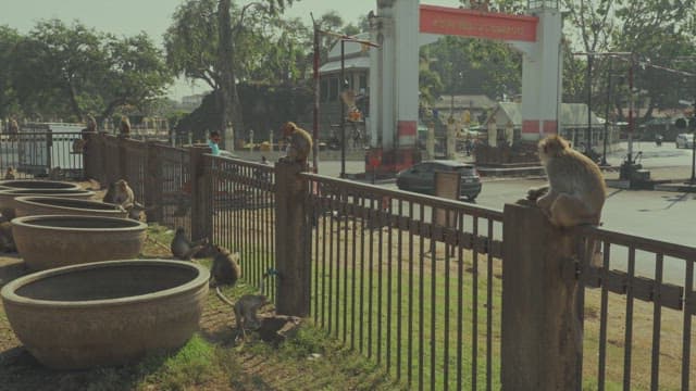 Monkey Crossing a Busy Road with Vehicles and Motorcycles in Motion