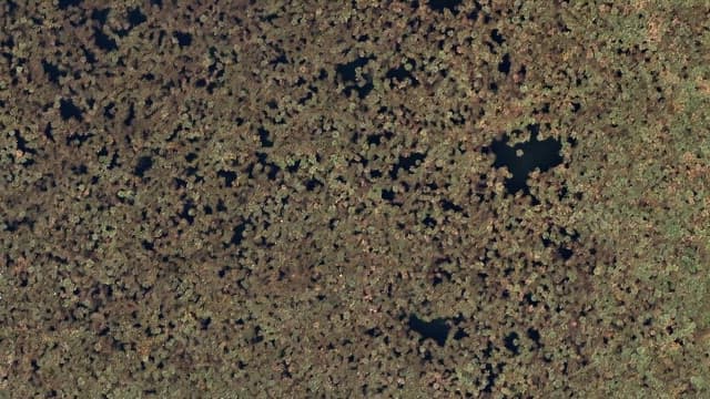 식물이 있는 습지의 전경