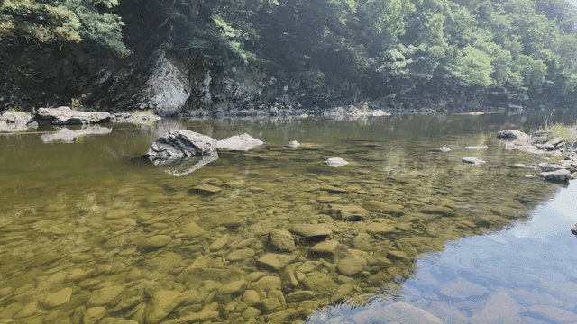 Clear river with rocks and surrounding forest